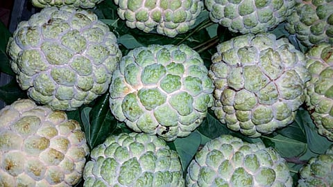 Custard Apple Price