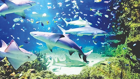 National Marine Fisheries Census