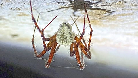 zombie spiders spreading in USA