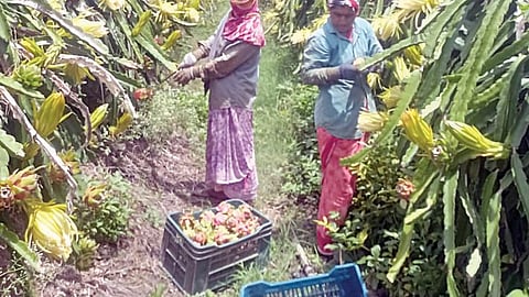 dragon fruit farming
