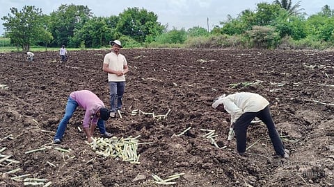 Sugarcane Cultivation