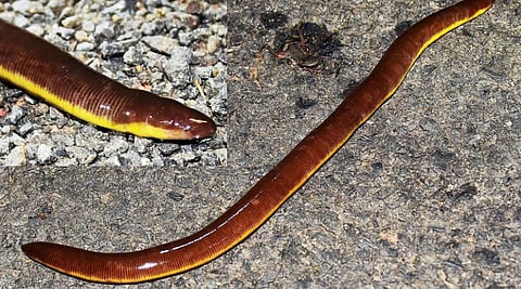 Western Ghats biodiversity devgandul