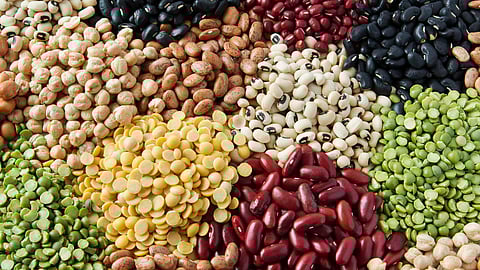 Pulses Production India Global Leader