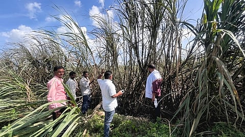 Kamari short circuit sugarcane  fire