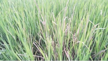 Heavy rain impact on agriculture