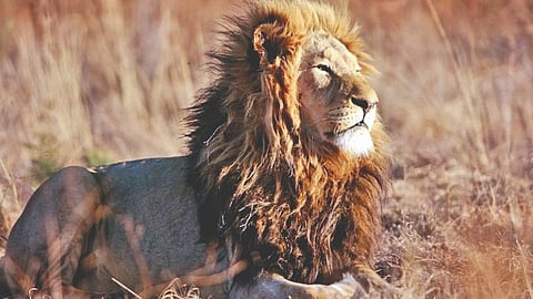 307-lions-dead-in-gujarat-in-two-years