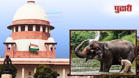 Madhuri Elephant case 