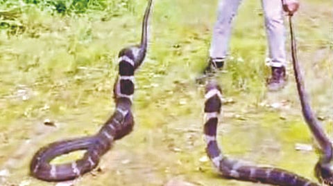 King cobra photo shoot |