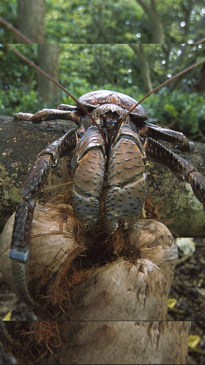 coconut crab : नारळ सोलणारा खेकडा