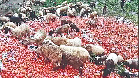 मनमाड (नाशिक) 