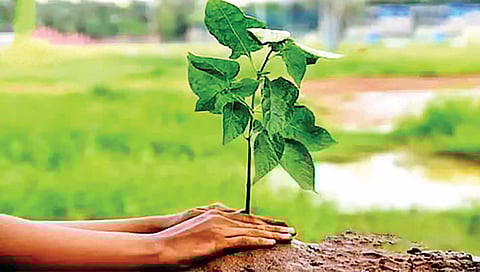 Maharashtra forest department