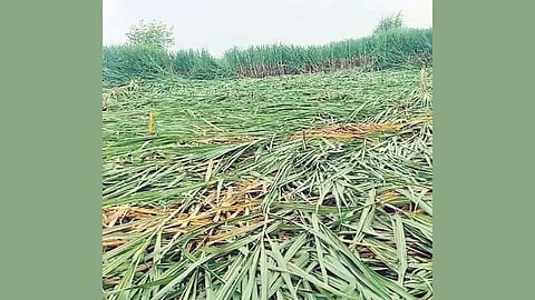 Agricultural Damage  