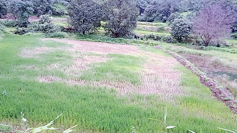 Paddy Crop Disease