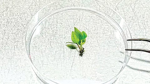 DNA preservation endangered angle stemmed myrtle