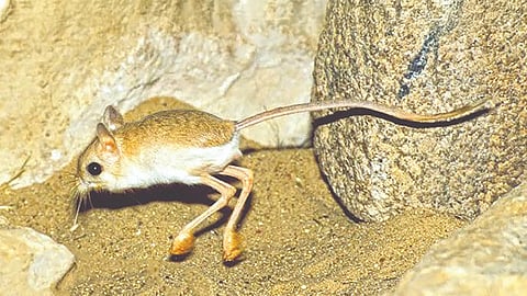 animal that never drinks water