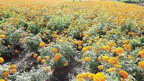 Marigold Price