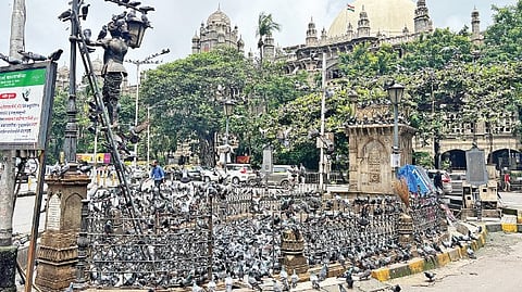 Mumbai Kabutarkhana Row |