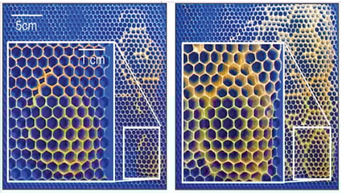 how-bees-build-hives-on-rough-surfaces