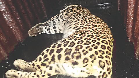 सिन्नर (नाशिक)