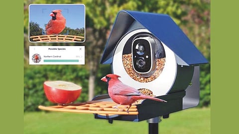 AI Bird Feeder