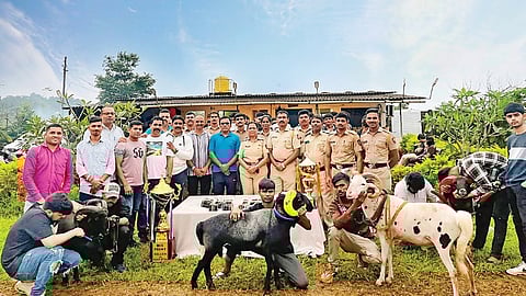 Sheep fight gambling raid