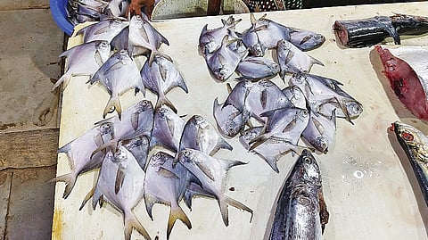 Silver Pomfret shortage