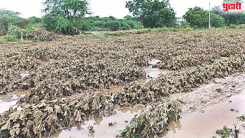 Ahilyanagar rain crop damage