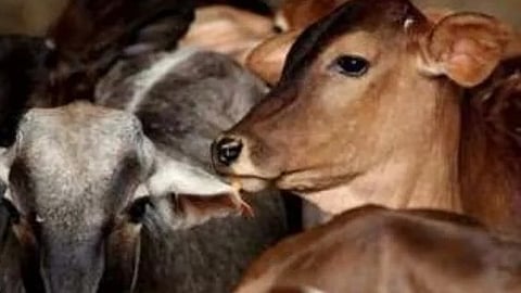 Illegal cattle killing