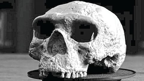 Human Evolution Discovery