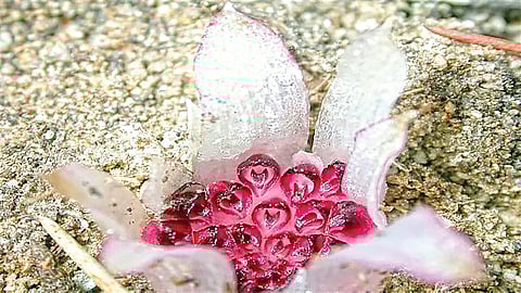 underground-living-flower-discovery-ap84