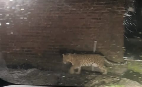 Leopard News
