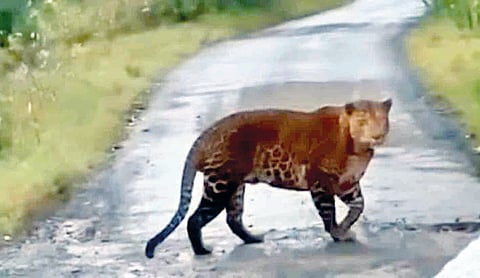 Mahabaleshwar leopard |