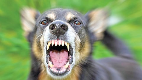 Dog vaccination Mumbai