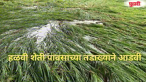 Palghar Paddy Crop Loss