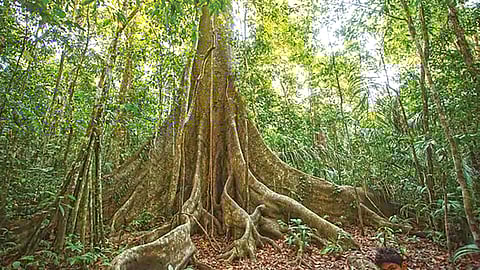 rising carbon dioxide amazon trees growing fatter