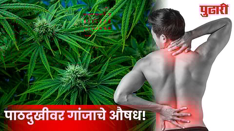 marijuana drug for back pain