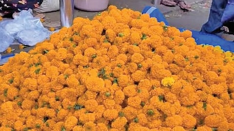 Satara News: फूलबाजारात केशरी, पिवळ्या गोंड्यांची रास