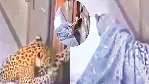 woman bravely ties leopard with rope