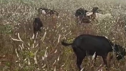 Heavy rain farmers crisis