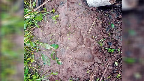 leopard sighting during sarud shimped tour