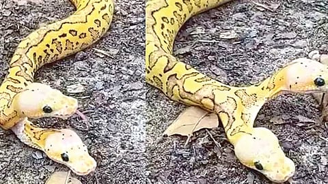 Two Headed python | सोशल मीडियावर ‘दोन डोक्यांचा अजगर’ व्हायरल!
