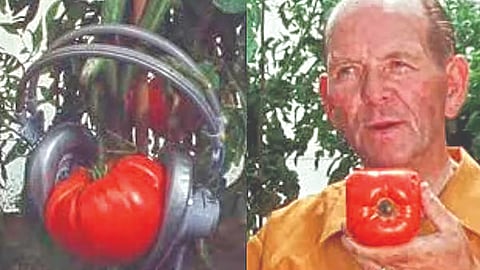 Square Tomato Development