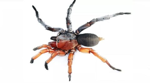 unique-half-male-half-female-spider-found-thailand