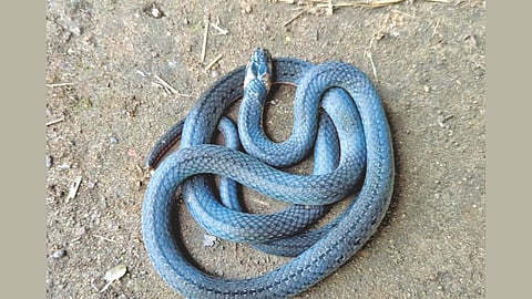 Rare Pit Viper Found Narur