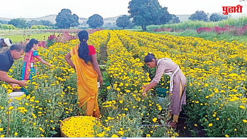 Chambli Chrysanthemum flower farming