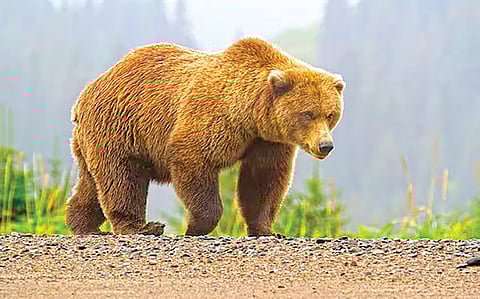 Brown Bear | स्लोव्हेनियामध्ये वाढली तपकिरी अस्वलांची संख्या