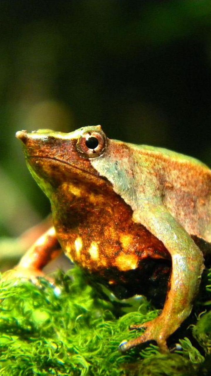 Darwin's Frog : निसर्गाचा चमत्कार! तोंडातून पिल्लांना जन्म देणारा बेडूक ...