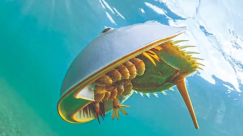 Blue Blood Marine Creature