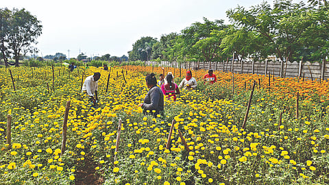 लासलगाव ( नाशिक )