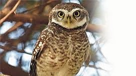 Tansa wildlife census